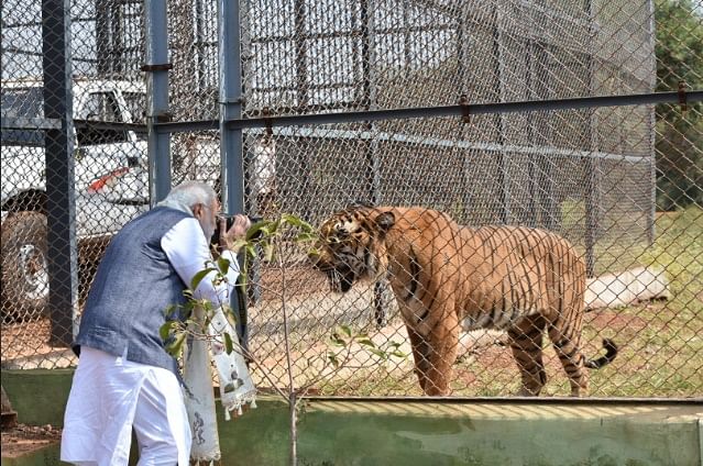 prime minister modi's close encounter with a tiger as a photographer in CG  