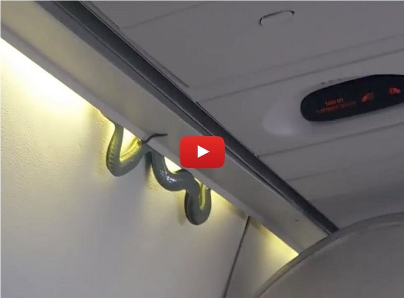 A green snake accidentally appeared on a mexico plane and left passengers in fear