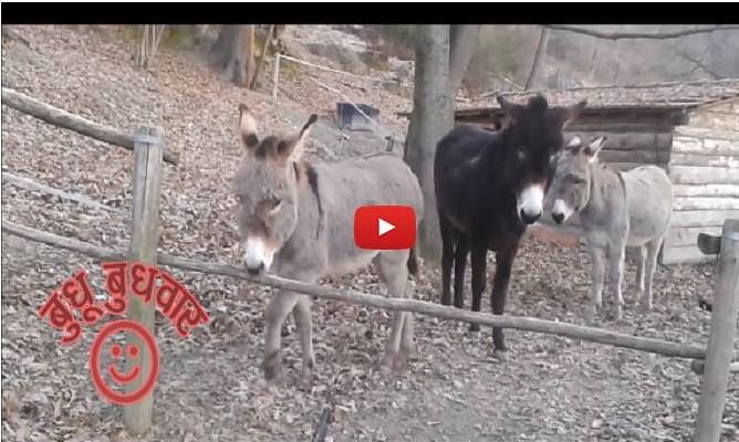 budhhu budhhwar Donkeys are very intelligent watch this video