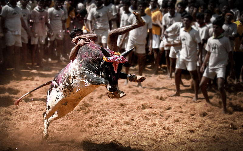 why people are saying its not just about jalikattu its chennai spring same as arab spring