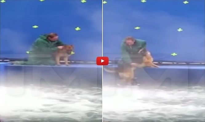 This German Shepherd was forcefully made to swim for  shooting 