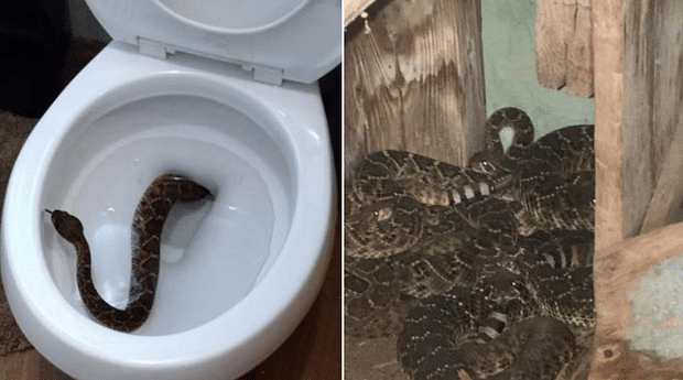 family find snake in toilet pot then inspection reveals 2 dozen more 