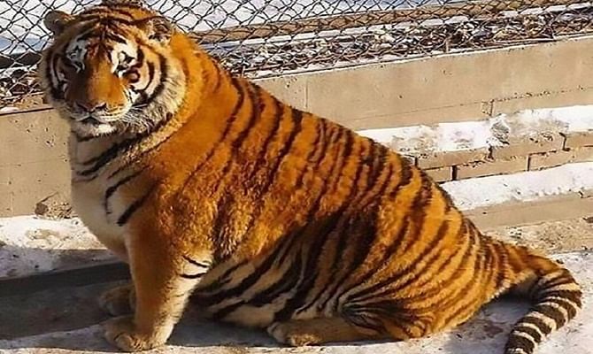 These fat tigers are not cute but unhealthy 