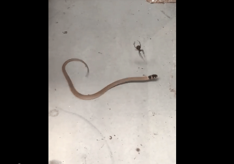 deadly spider fights with snake