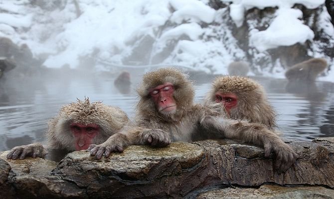 Why Japan Zoo killed 57 of its monkeys