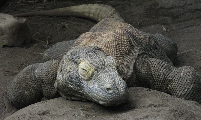 Four monitor lizards died out of shock in Delhi zoo