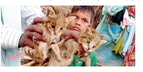 6 year old boy plays with cubs supposing them as baby cat