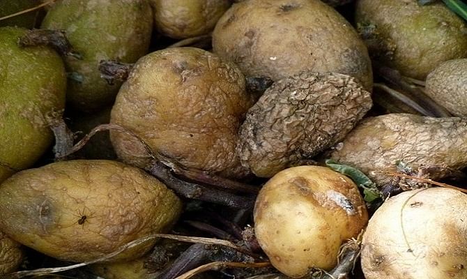 Family killed by rotten potato