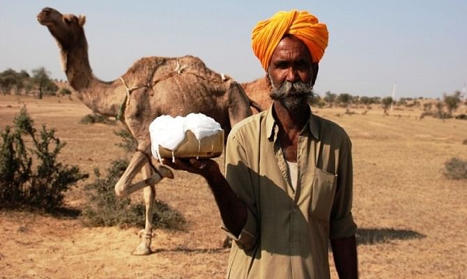 How Camel's milk is a precious gift from mother nature