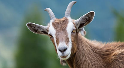 SP MPs goats stolen from farm, traced in forest
