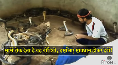 King Cobra is just like a rope for this man as he jumpes into the well of Snakes