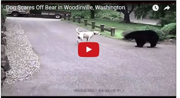 Dog and bear fight video become viral on social media 