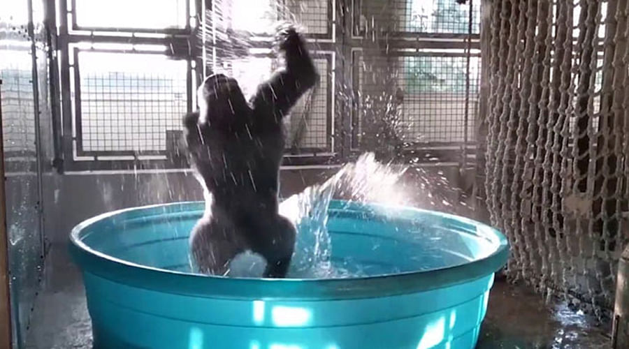 Zola the gorilla dances like he's never danced before, Video goes viral