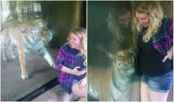 Tiger's Reaction After Seeing A Pregnant Woman Is adorable 