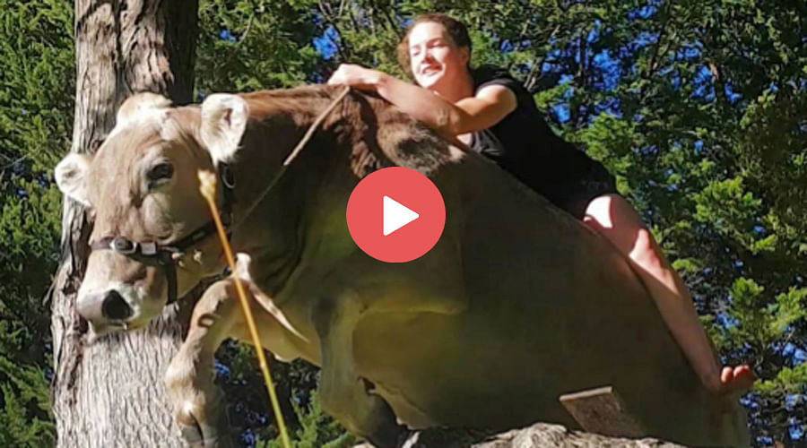 This Cow Jumps like a Horse, Video Goes Viral