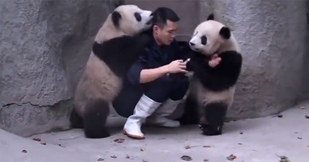 the most shy and quiet animal on the earth is panda video goes viral