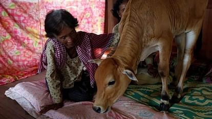 Cambodian woman marries calf as a reincarnated husband