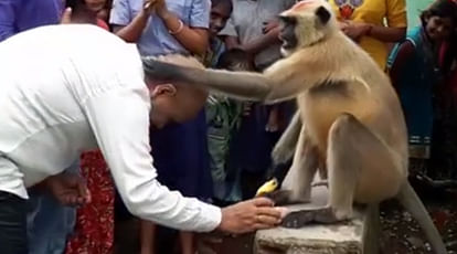 This Langur resembles lord Hanuman and giving his blessings to people, Video goes Viral