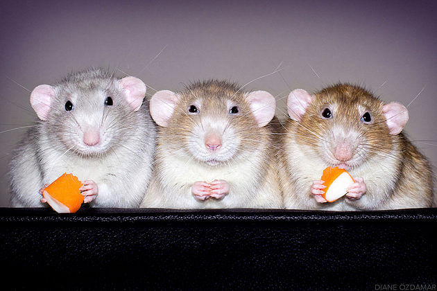  photographer Diane Özdamar takes incredibly cute photos of rescue rats 
