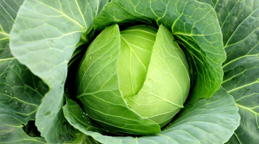 Indore Mother and daughter hospitalised after they accidentally eat cabbage with snakelet