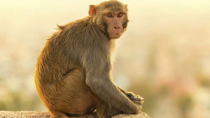  MCD requires monkeys catchers, advertisement goes viral