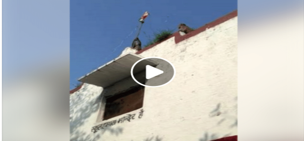 Flag Hosting by monkey in ambala video Goes Viral on social Media 