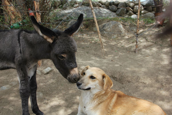 Dog and Donkey management funda: Trending and viral Jokes on Social media 