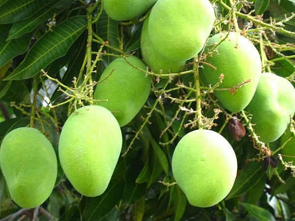 Where does the Langra Aam get its Name from?