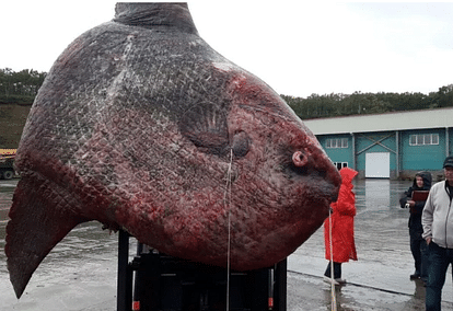 Russian Fishermen Haul Up 1-Ton Ocean Sunfish