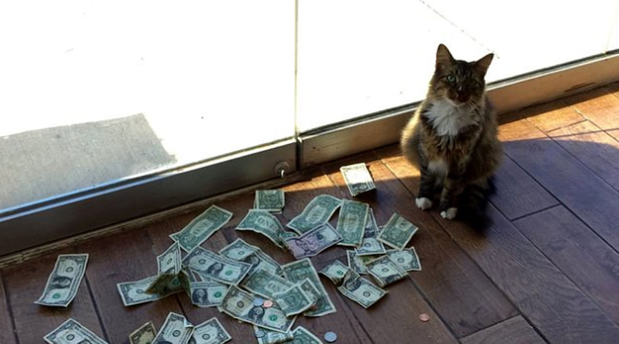  Office Cat Sir Whines-a-Lot Loves Money So Much He's Stealing It From Strangers for homeless