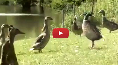 Duck Moves Like Michael Jackson Video goes Viral