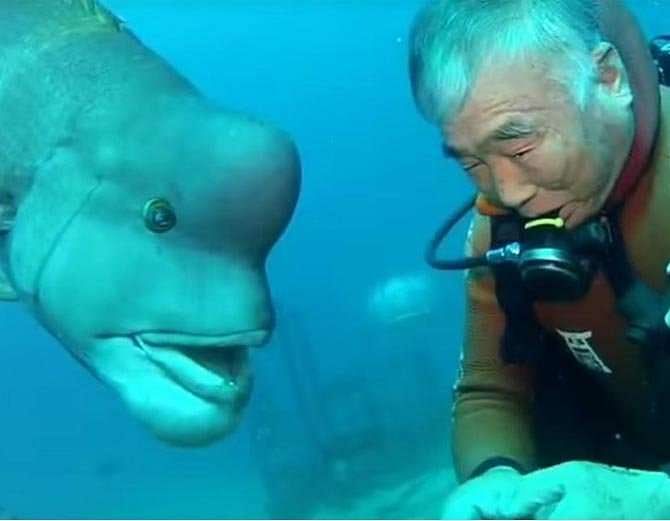 Scuba Diver Found a Good Fish Friend Under the Sea whose look like men face 
