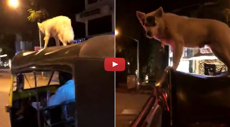 Meet the Daredevil Dog Sultan Who Loves Riding Autos On Rooftop