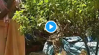 This man has Money tree, Funny video will make you LOL