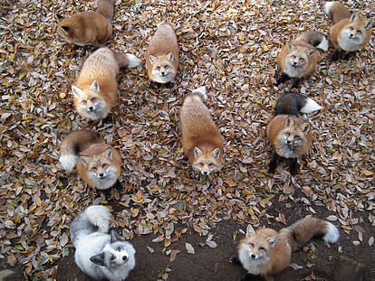 This Fox Village In Japan Is Probably The Cutest Place, You will keen to go