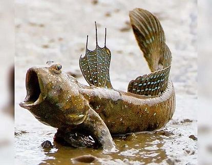 Mud skipper Fish