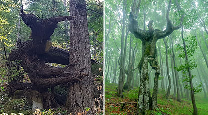 Trees that look like they are from alien world 