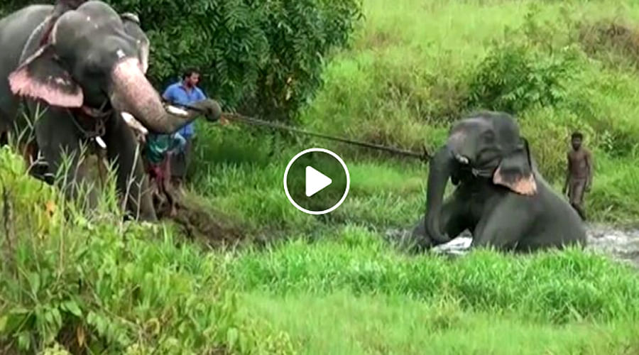 HATS OFF! UNBELIEVABLE! These people and their elephants are TRUE HEROES!
