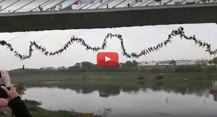 245 people jump together from bridge in brazil's hartolandia