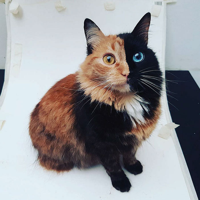 Chimera cat have two Colour face, photos goes viral 