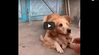 Mother's instinct, don't talk to strangers, Learn this from funny Dog Video