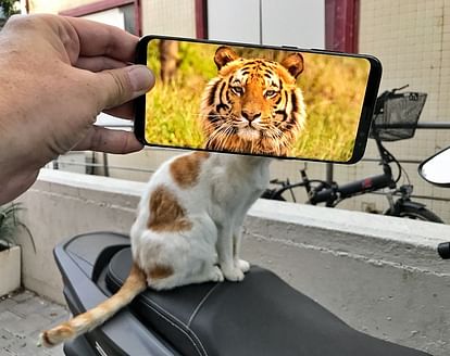 Tiger Cat Funny Photo