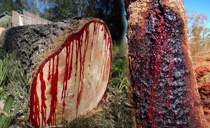 amazing trees in south africa with blood 
