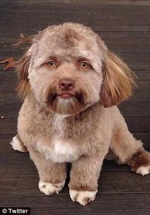 Dog with a human face, going viral in social media