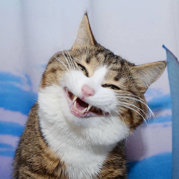 cat facial expression goes viral on internet, having inspirational story 