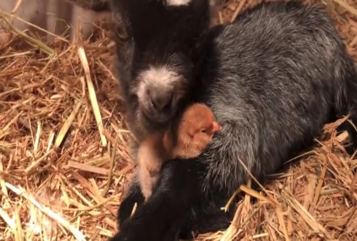Lovely Video of Baby Chicken Snuggles up to New Born Goat