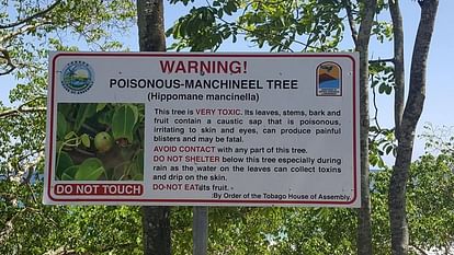 Manchineel is most pioson