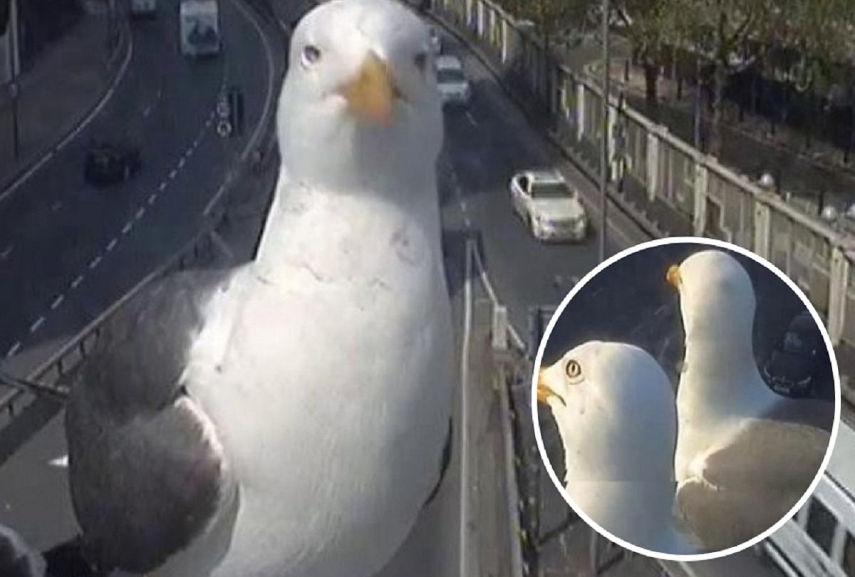 Seagull birds captured in traffic camera in London Video Viral