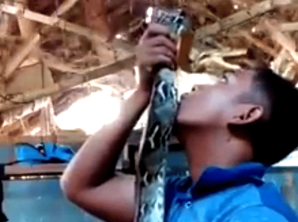 viral video of of snake latching on mans head