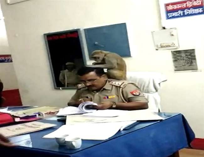 viral video of monkey sat on inspector shoulder